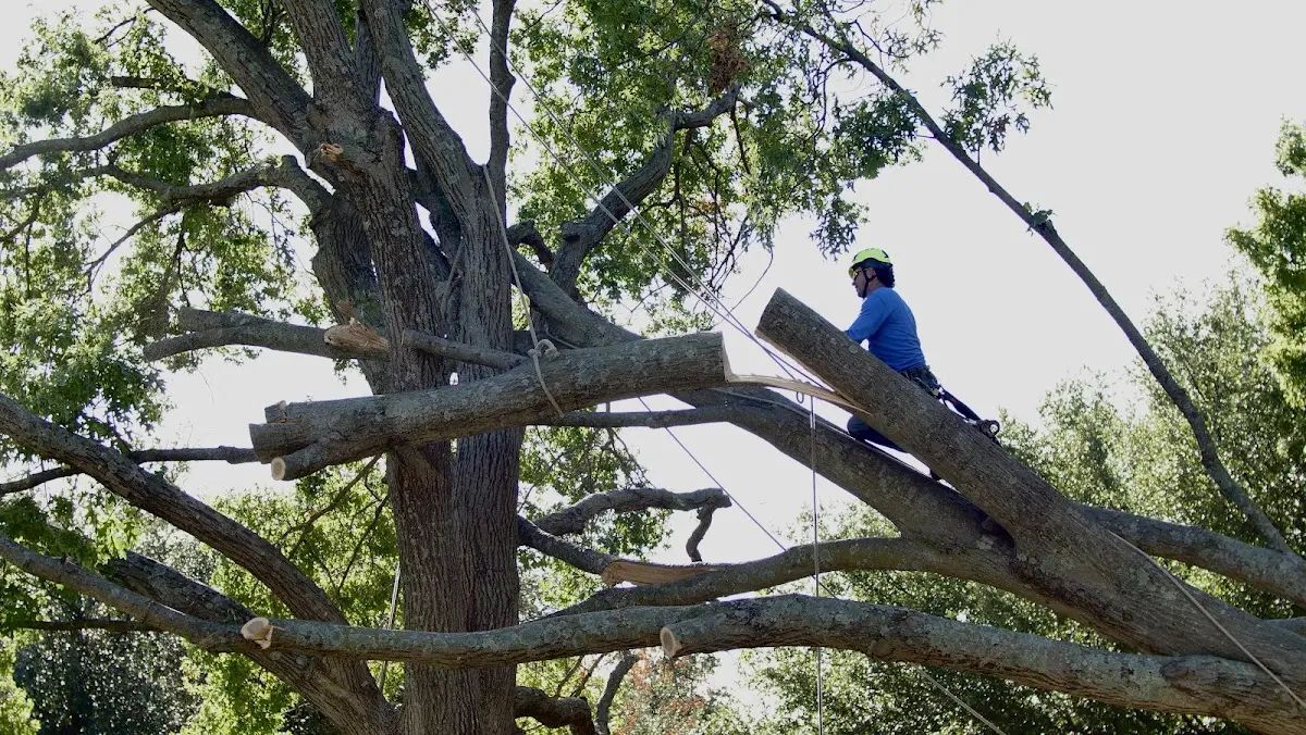 Professional Crown Thinning performed by certified arborists in Corsicana