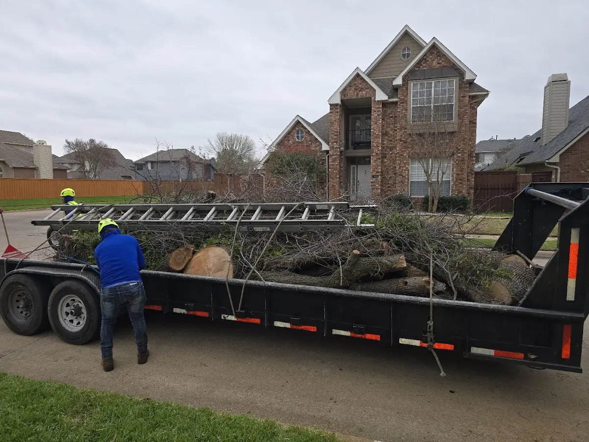 Expert Tree Removal with proper safety equipment in Corsicana